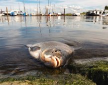 旋涡式风机在池塘增氧行业中的应用