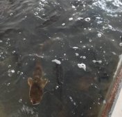 案例：家用养殖池曝气漩涡增氧风机